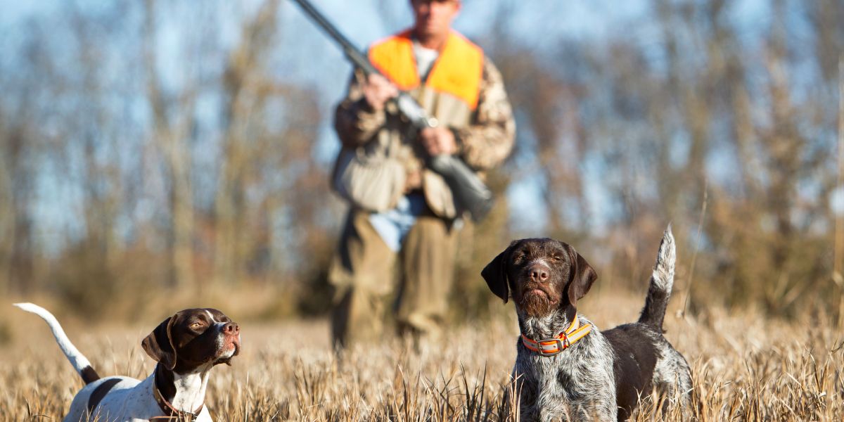 Guided bird hunting missouri