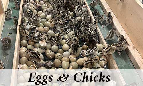 Quail, Pheasant, Partridge, Chucker, Turkey, Duck Eggs and Chicks